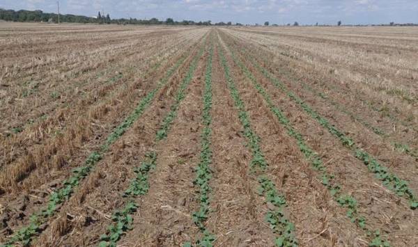 Tekom Agro Group виборола дружні сходи озимого ріпаку
