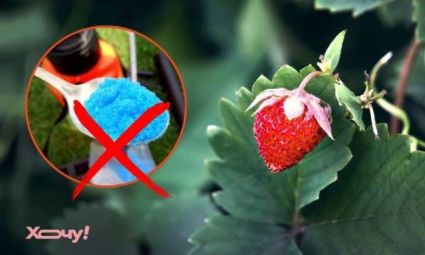 Чому полуниця “йде в корінь”: яких помилок слід уникати при обробці саду