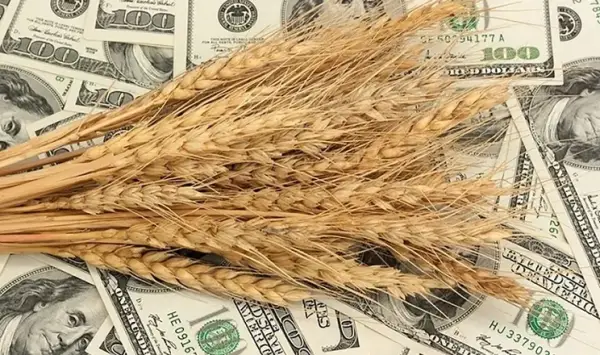 Зернові злетіли до дворічного максимуму
