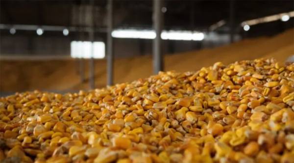 Україна зустрічає сезон з рекордними запасами кукурудзи: ціни прогнозують на рівні 5500 грн/т