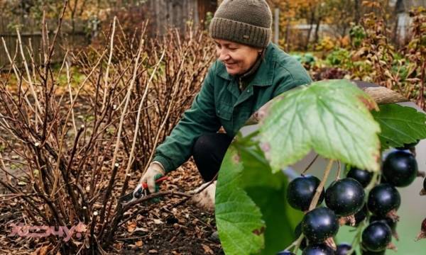 Захистіть ягідні кущі від морозів: 4 ключові кроки