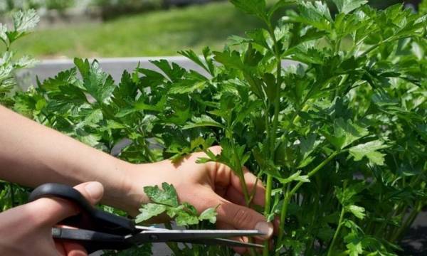 Осінній посів петрушки: зелень навесні з ваших грядок