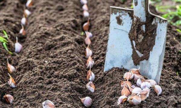 Чому городники відмовляються сіяти часник восени
