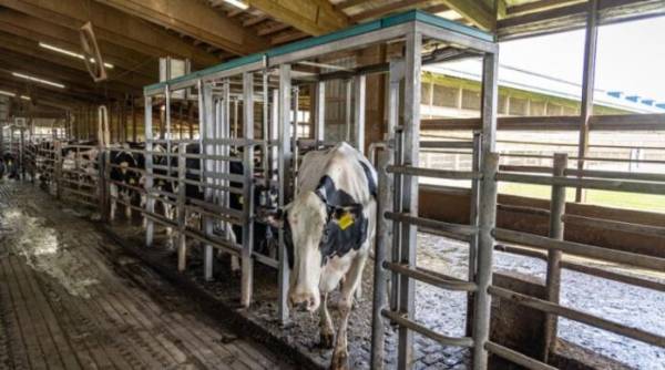 Кабмін оновив документи для ввезення тварин і продуктів харчування