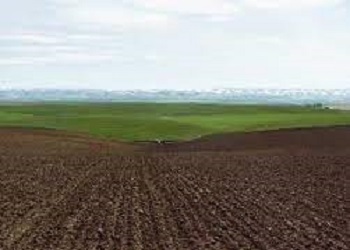 Фермер: Комплексна оцінка парових полів – запорука економічної ефективності