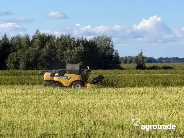 Чернігівщина зібрала врожай технічних конопель