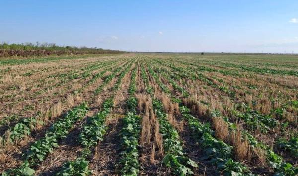 Захист озимого ріпаку в Tekom Agro Group завершено