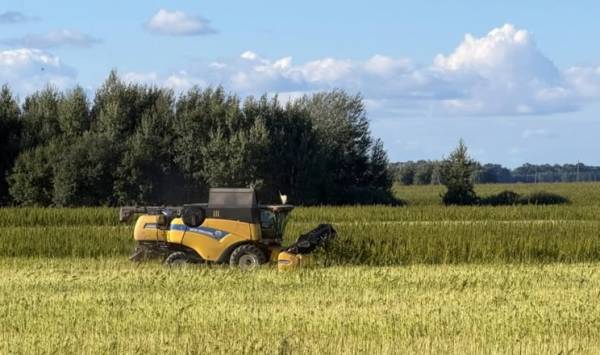Агротрейд зібрала врожай технічних конопель