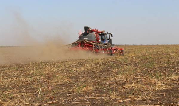 Озима пшениця: в Україні прогнозують зменшення посівних площ