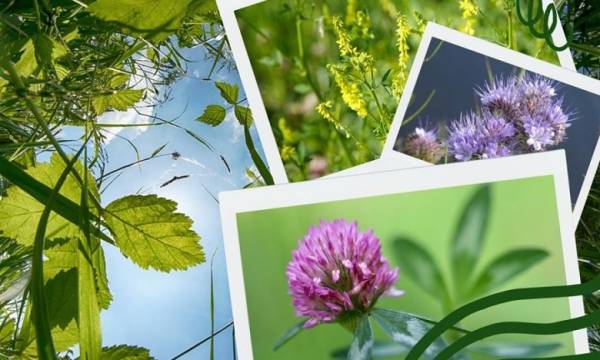 Обираємо культури після картоплі для родючості ґрунту