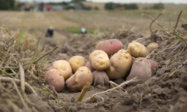 Що посадити після картоплі, аби земля ожила