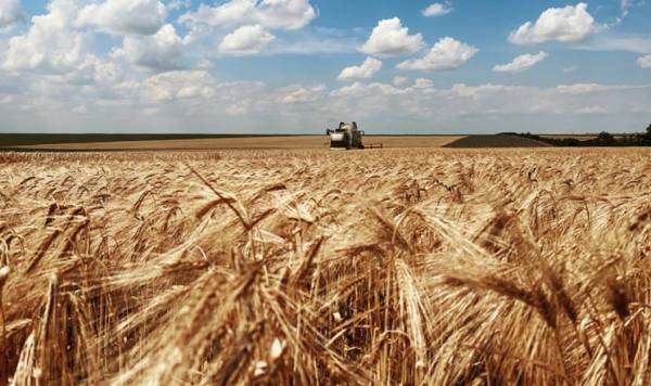 Одещина встановила рекорд за врожаєм ранніх культур