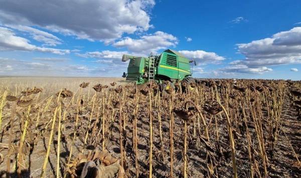 Tekom Agro Group досягла рекордного врожаю соняшнику