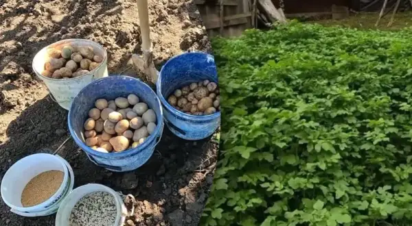 Гірчиця після картоплі: зелене добриво для покращення ґрунту