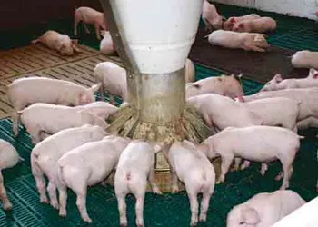 Хром у годівлі свиней: як підвищити продуктивність