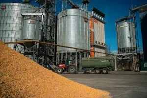 Новий врожай кукурудзи штовхає ціни вниз