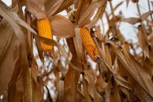 Аграрії зменшують посівні площі під кукурудзу