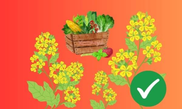 Ця рослина перетворить ваш город на ідеальний: простий секрет успіху