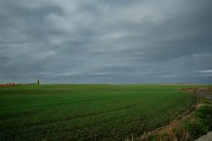 Агрохолдинги України не скорочують посівні площі під пшеницею