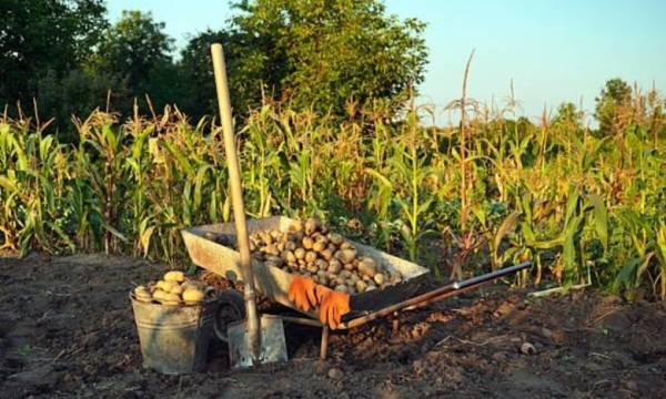 Встигніть викопати картоплю: залишилось 4 вересневі дні