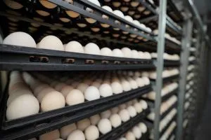 Українські яйця завоювали закордонні ринки: експорт зріс на 19%