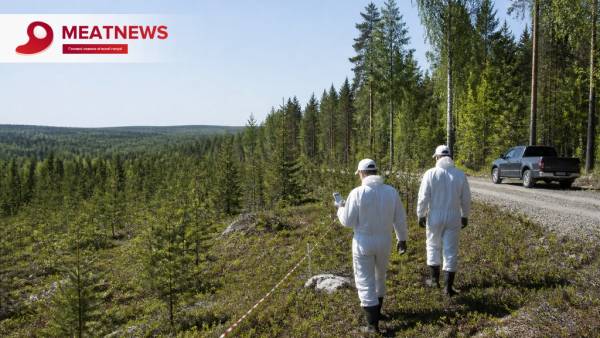 Фінляндія посилила контроль за поширенням африканської чуми свиней