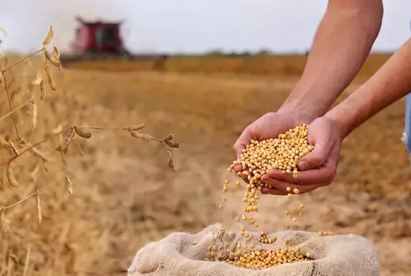 Українські переробники сої на шляху до нових рекордів