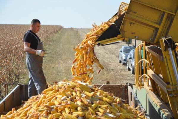 Миколаївські аграрії втрачають прибутки через падіння цін на продукцію