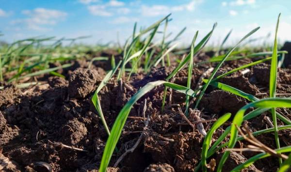 Tekom Agro Group засіяла перші сходи озимої м’якої пшениці