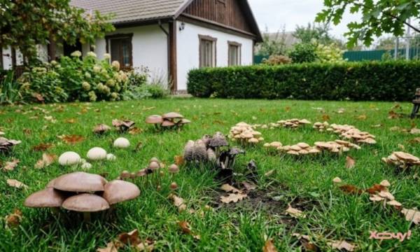 Гриби на газоні: несподівані гості чи сигнал біди