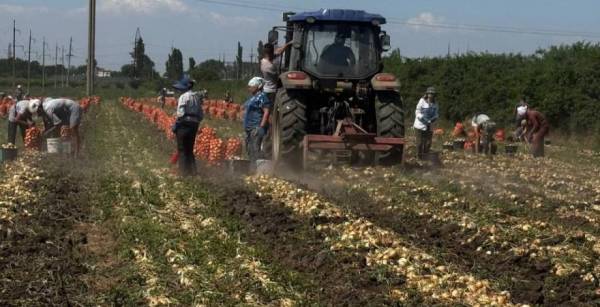 Озима цибуля: південнокорейська технологія забезпечує врожайність до 90 тонн з гектара