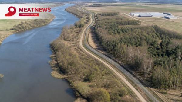 Африканська чума свиней знову виявлена на німецькому поліссі