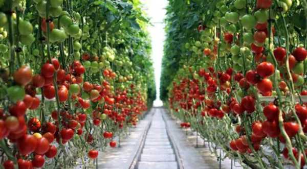 Тепличники змушені знижувати ціни на томати: попиту немає - INFBusiness