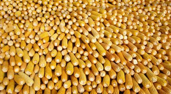 Ціни на кукурудзу наближаються до сезонного дна - INFBusiness