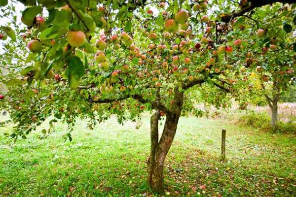 Соседство яблони и смородины на участке - INFBusiness