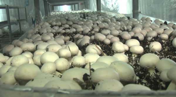 Такого не було 15 років: в Україну почали імпортувати польські гриби - INFBusiness