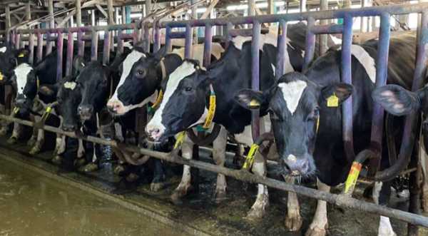 Молочні ферми Полтавщини хочуть вивести з графіків відключень світла - INFBusiness