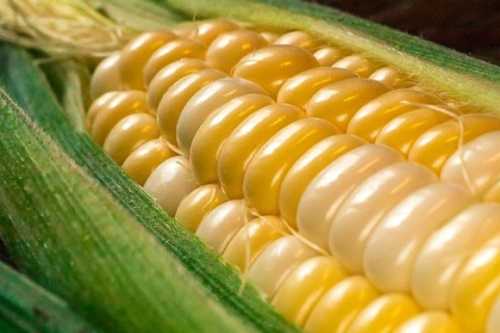 USDA прогнозує збільшення експорту пшениці та кукурудзи з України - INFBusiness